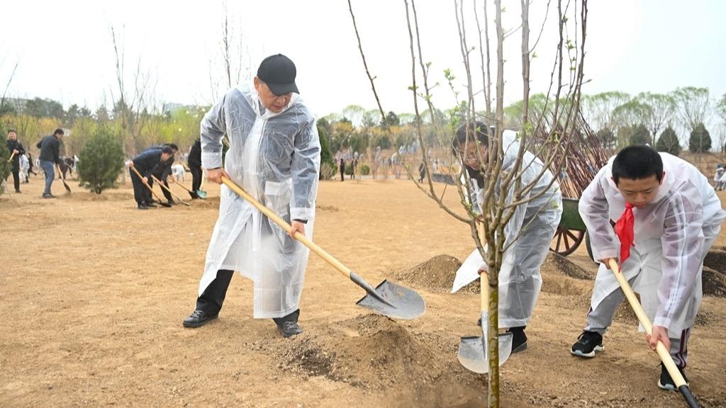 Xi Jinping sadząc drzewa w Pekinie jednocześnie zaapelował do podejmowania większych wysiłków na rzecz zielonego rozwoju i budowy pięknych Chin